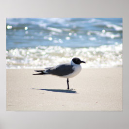 Bonaparte's Gull Seagull am Strand Farbe 16x20 Poster