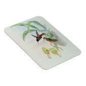 Bonaparte's Star Fronted Hummingbird (farbig beleu Magnet (Rechte Seite)
