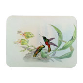 Bonaparte's Star Fronted Hummingbird (farbig beleu Magnet (Horizontal)