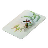 Bonaparte's Star Fronted Hummingbird (farbig beleu Magnet (Linke Seite)