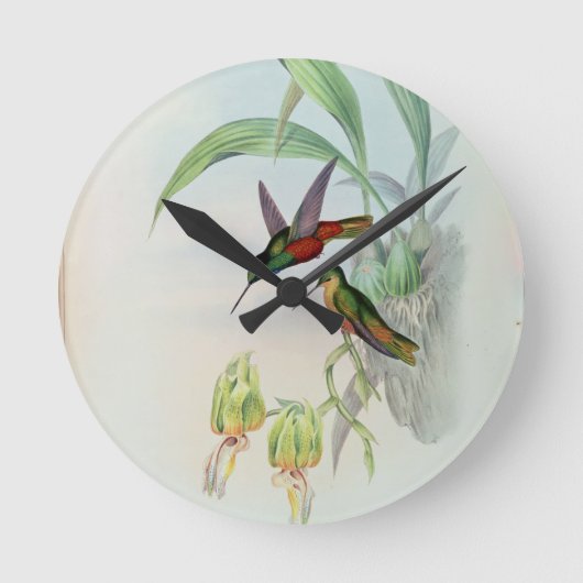 Bonaparte's Star Fronted Hummingbird (farbig beleu Runde Wanduhr (Vorderseite)