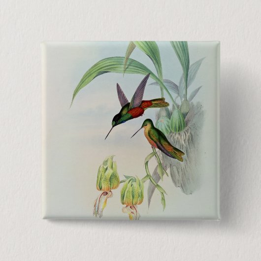 Bonapartes Stern konfrontierte den Kolibri Button (Vorderseite)