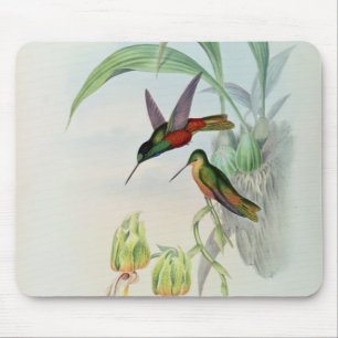 Bonapartes Stern konfrontierte den Kolibri Mousepad