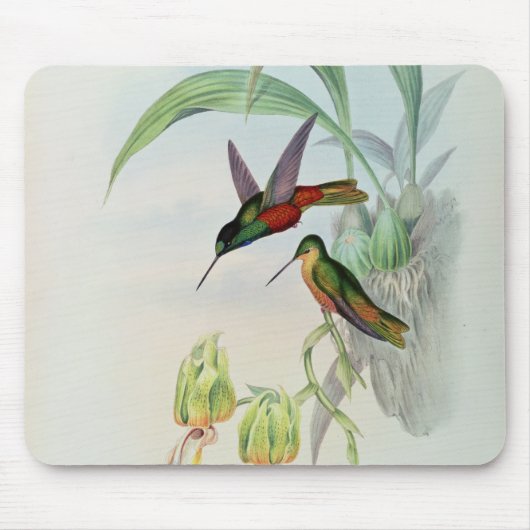 Bonapartes Stern konfrontierte den Kolibri Mousepad (Vorne)