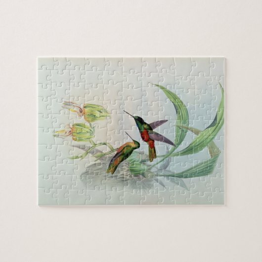 Bonapartes Stern konfrontierte den Kolibri Puzzle (Horizontal)