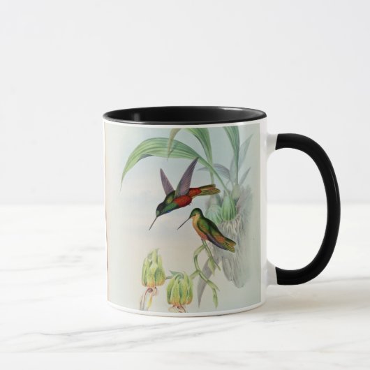 Bonapartes Stern konfrontierte den Kolibri Tasse (Rechts)