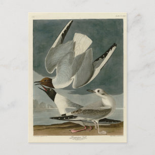 Bonapartian Gull von Audubons Vögeln von Amerika Postkarte