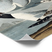 Bonapartian Gull von Vögeln in Amerika Poster (Ecke)