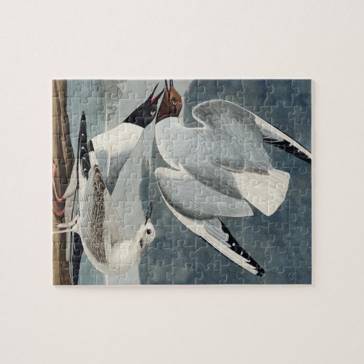 Bonapartian Gull von Vögeln in Amerika Puzzle (Horizontal)