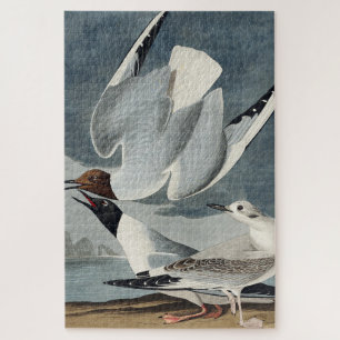 Bonapartian Möwe aus Birds of America Puzzle