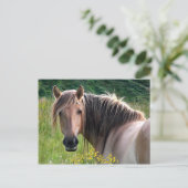 "Bonar" Hochland-Pony-Postkarte Postkarte (Stehend Vorderseite)