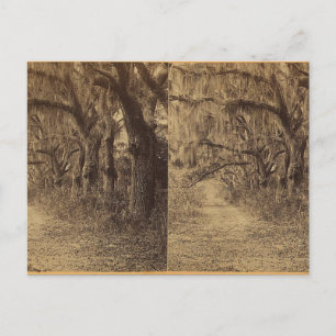 Bonaventura Friedhof, Savannah, Ga. c) 1863 Postkarte