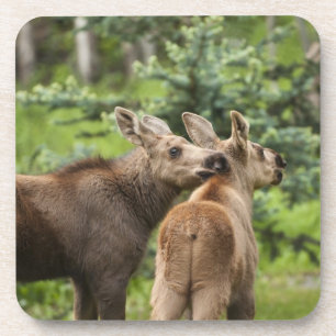 Bonded Moose Calves Getränkeuntersetzer