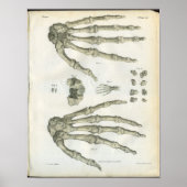 Bones of the Hand Anatomy Print Poster (Vorne)