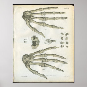 Bones of the Hand Anatomy Print Poster