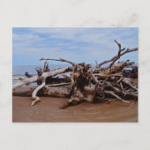Boneyard Beach Postkarte (Vorderseite)