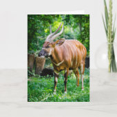 Bongo Antelope Karte (Vorderseite)