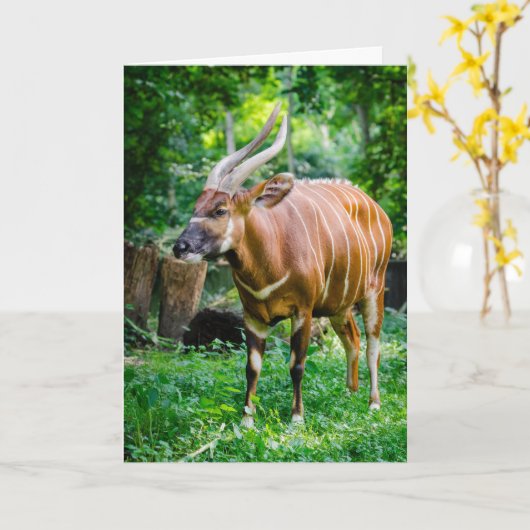 Bongo Antelope Karte (Gelbe Blume)