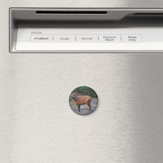Bongo (Antelope) Magnet (In Situ (Geschirrspüler))