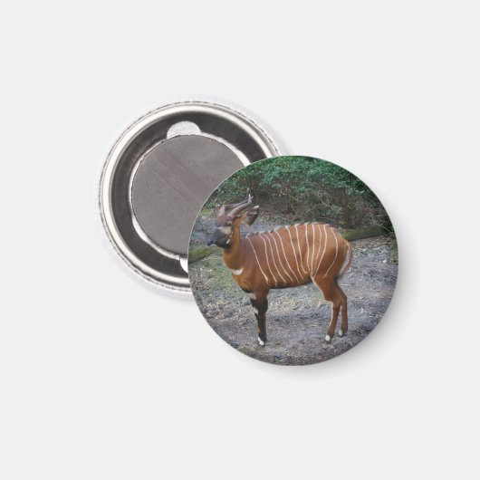 Bongo (Antelope) Magnet (Vorderseite/Rückseite)