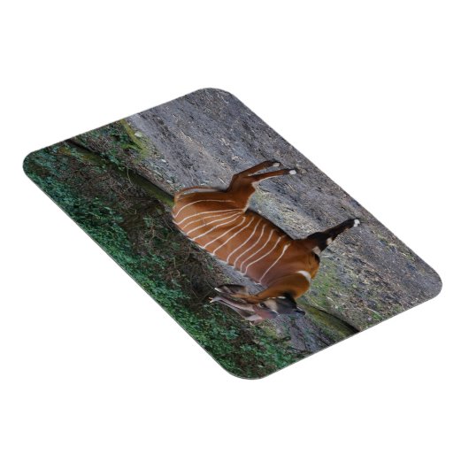 Bongo (Antelope) Magnet (Rechte Seite)