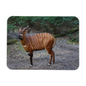 Bongo (Antelope) Magnet (Horizontal)