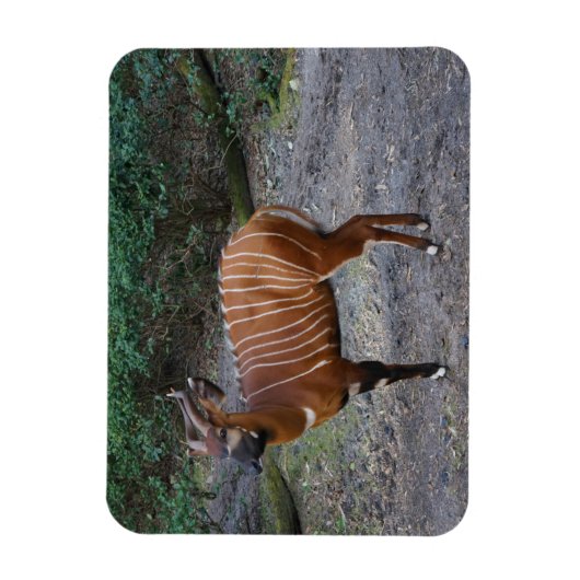 Bongo (Antelope) Magnet (Vertikal)