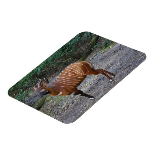 Bongo (Antelope) Magnet (Linke Seite)