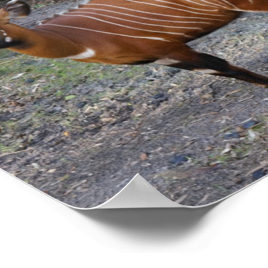 Bongo (Antelope) Poster (Ecke)