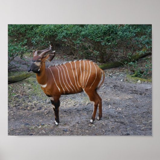Bongo (Antelope) Poster (Vorne)