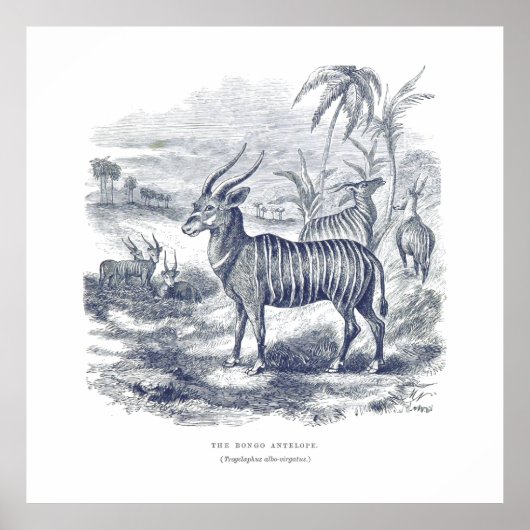 Bongo Antelope Premium Leinwand (Glanz) Poster (Vorne)