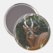 Bongo Antelope & Skin Border Magnet (Vorderseite/Rückseite)