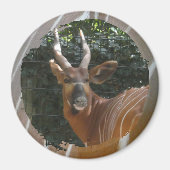 Bongo Antelope & Skin Border Magnet (Vorne)