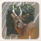 Bongo Antelope & Skin Border Untersetzer (Vorderseite)