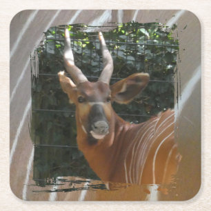 Bongo Antelope & Skin Border Untersetzer
