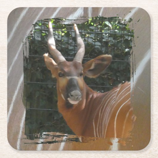 Bongo Antelope & Skin Border Untersetzer (Vorderseite)