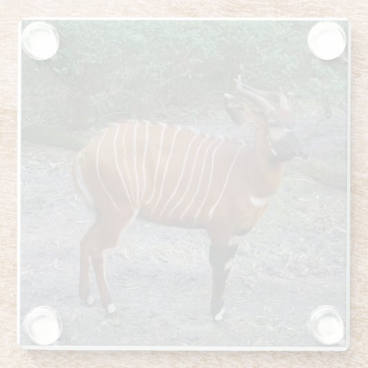 Bongo (Antelope) Untersetzer aus Glas (Rückseite)
