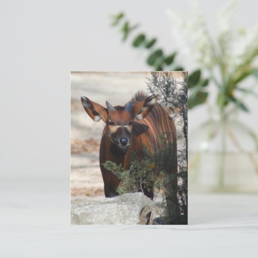 Bongo Calf Postcard Postkarte (Stehend Vorderseite)