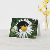 Bongo-Gänseblümchen Karte (Gelbe Blume)