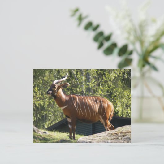 Bongo Postkarte (Stehend Vorderseite)