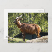 Bongo Postkarte (Vorne/Hinten)