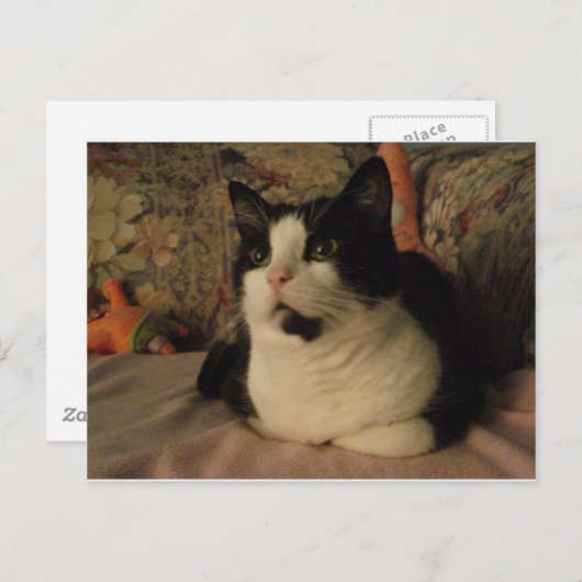 BONGO POSTKARTE (Vorne/Hinten)