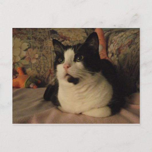 BONGO POSTKARTE (Vorderseite)