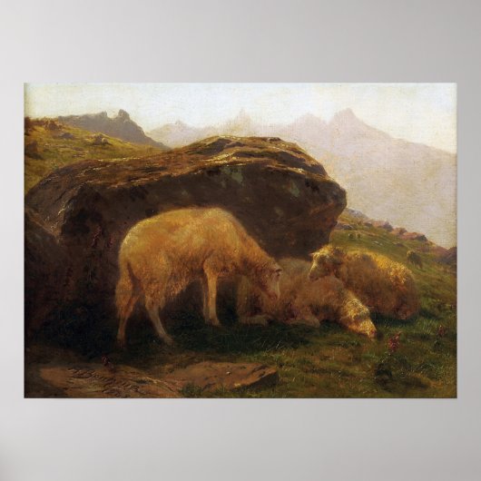 Bonheur - Schafe auf einem Hügel Poster (Vorne)