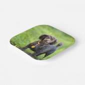 BonJour Pappteller (Gewinkelt)