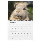 Bonny Bunnies 12 Monatskalender 2016 Kalender (Jan 2027)