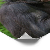 Bonobo Ape Portrait Poster (Ecke)