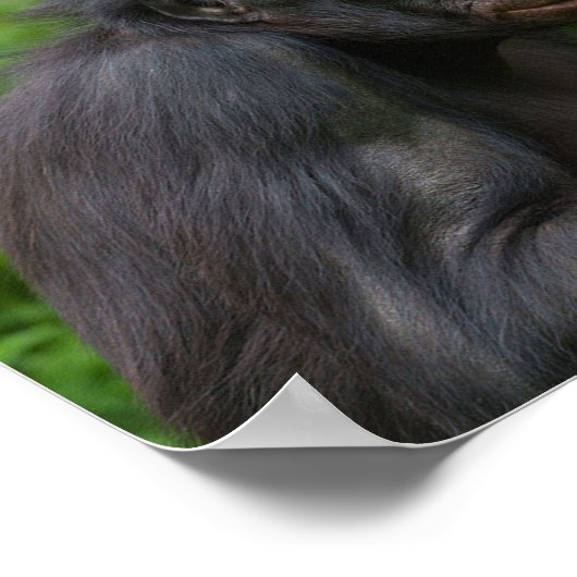 Bonobo Ape Portrait Poster (Ecke)