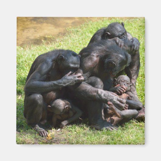 Bonobo Apes Magnet (Vorne)