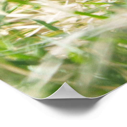 Bonobos Picnic Poster (Ecke)